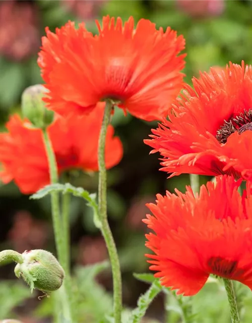 Orientalischer Mohn-Samen