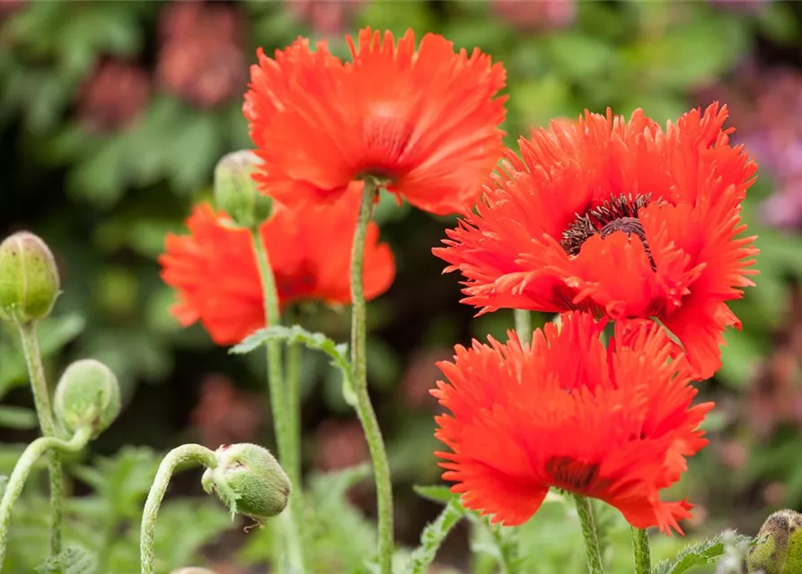 Orientalischer Mohn-Samen