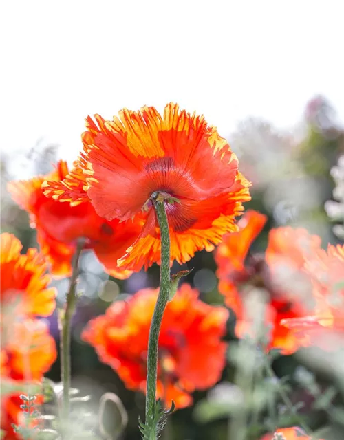 Orientalischer Mohn-Samen