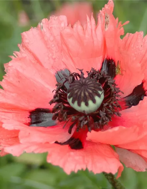 Orientalischer Mohn-Samen