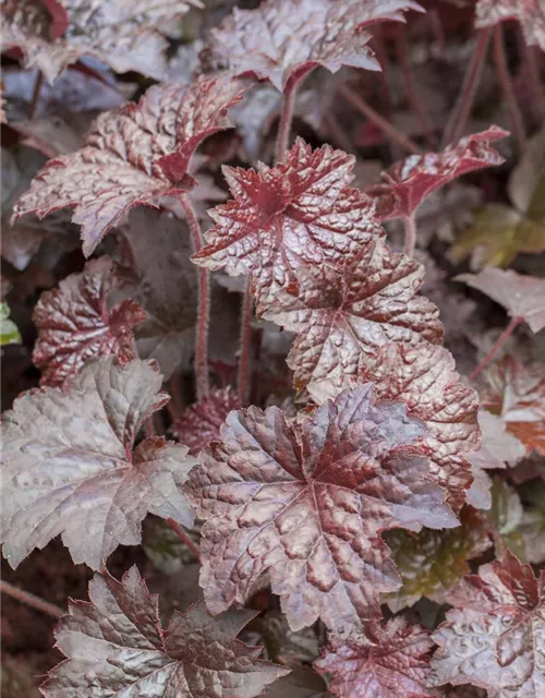 Garten-Silberglöckchen 'Palace Purple'