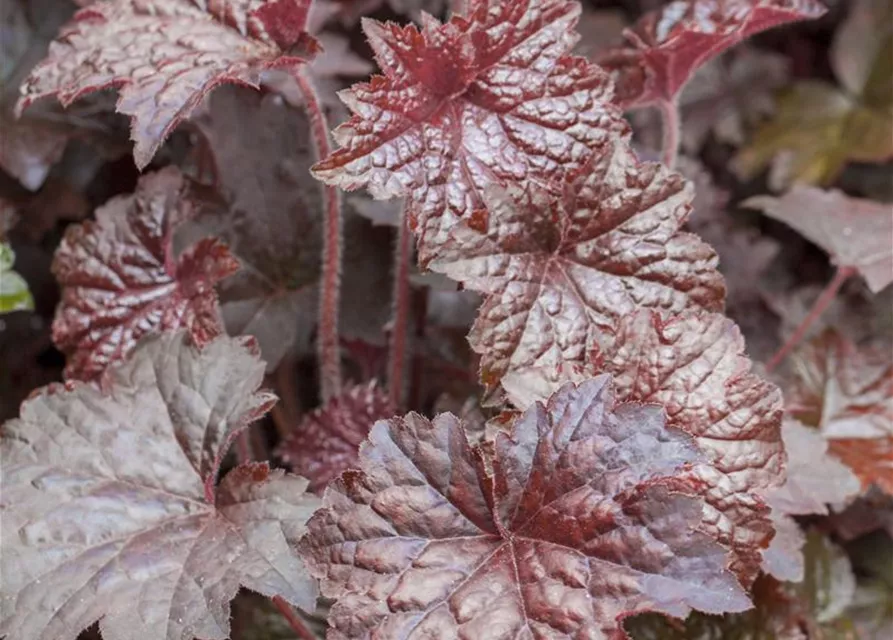 Garten-Silberglöckchen 'Palace Purple'