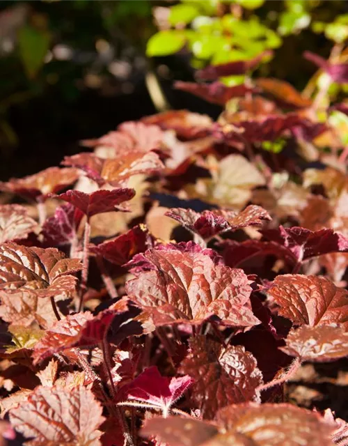 Garten-Silberglöckchen 'Palace Purple'