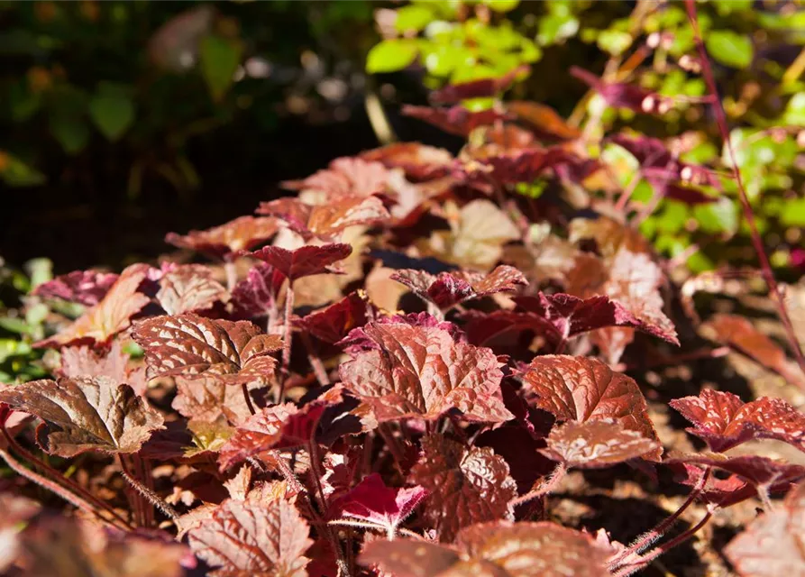 Garten-Silberglöckchen 'Palace Purple'