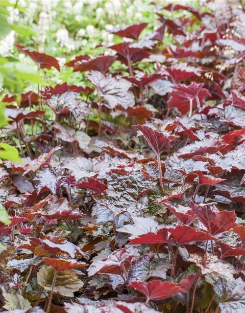 Garten-Silberglöckchen 'Palace Purple'