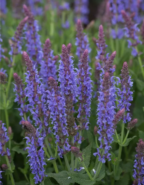 Garten-Blüten-Salbei 'Blauhügel'