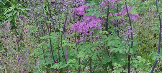 Akeleiblättrige Wiesenraute 'Black Stockings'