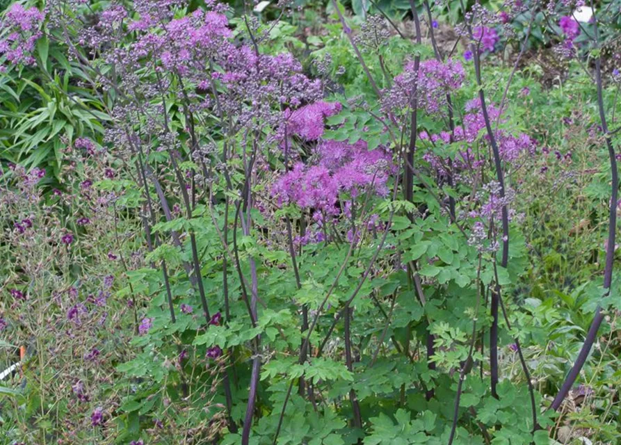 Akeleiblättrige Wiesenraute 'Black Stockings'