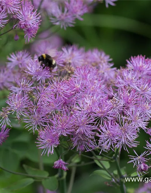 Akeleiblättrige Wiesenraute 'Black Stockings'