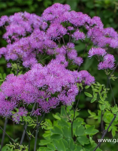 Akeleiblättrige Wiesenraute 'Black Stockings'