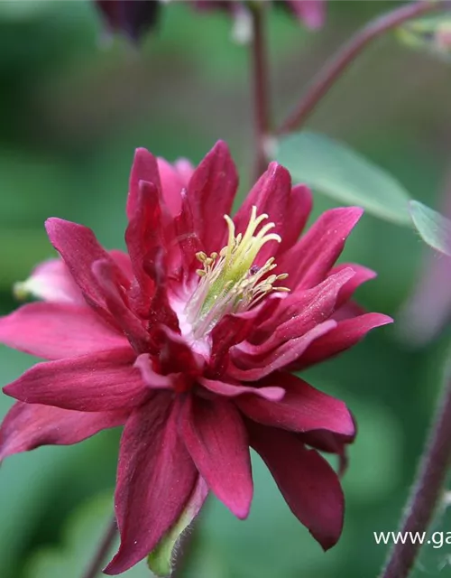 Aquilegia vulgaris 'Ruby Port'