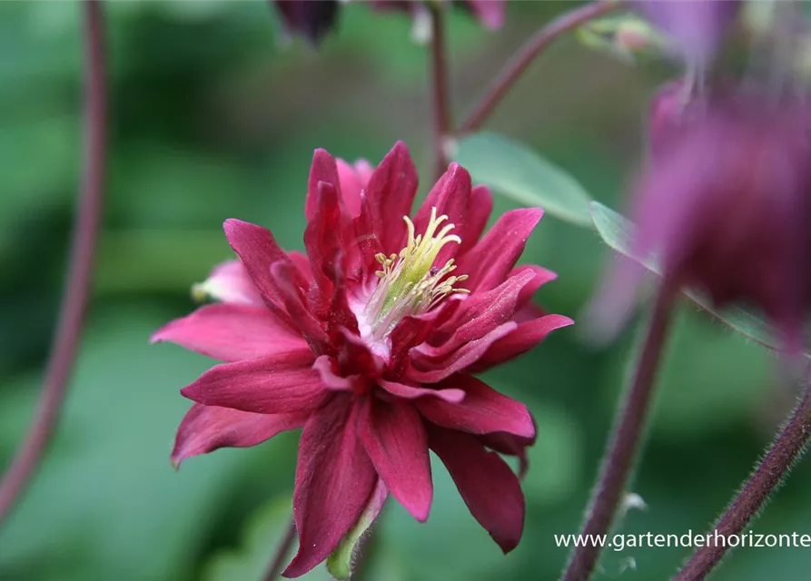 Aquilegia vulgaris 'Ruby Port'