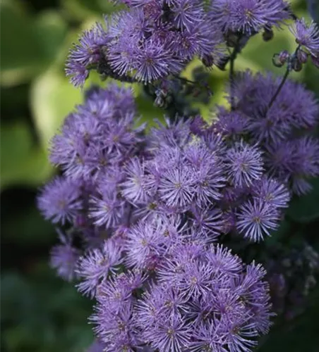 Akeleiblättrige Wiesenraute