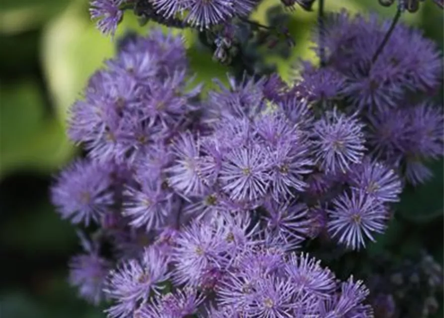 Akeleiblättrige Wiesenraute