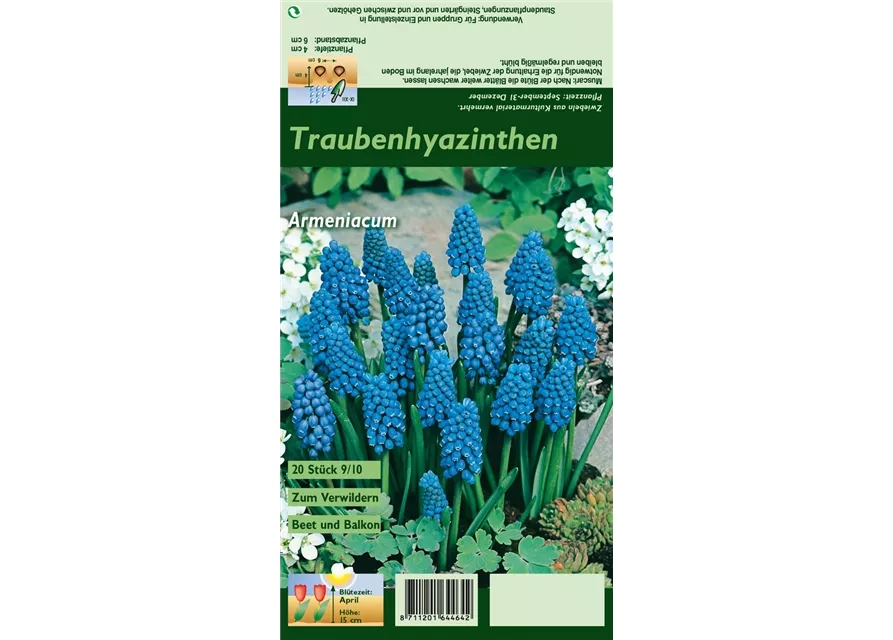 Armenische Traubenhyazinthe