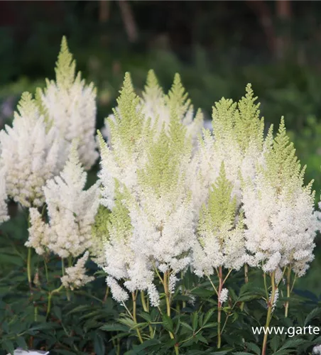 Arends Garten-Prachtspiere 'Weiße Gloria'