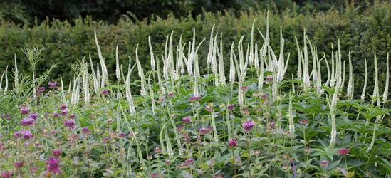 Asiatischer Kandelabereherenpreis 'Apollo White'