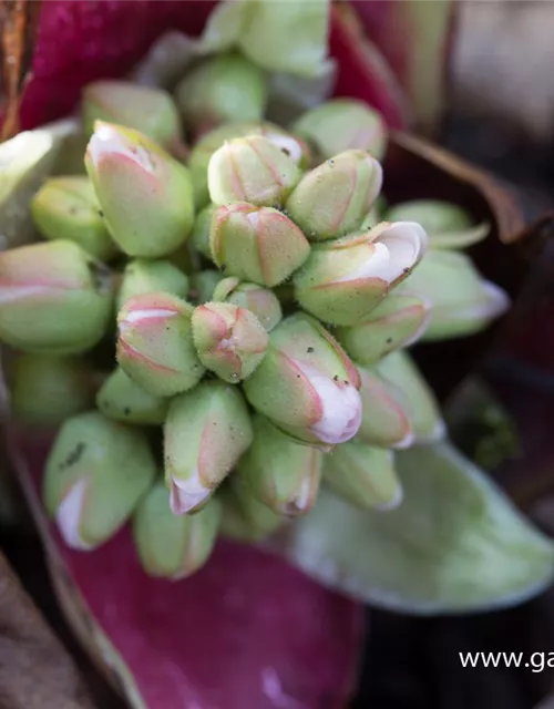 Bergenia cordifolia 'Bressingham White'