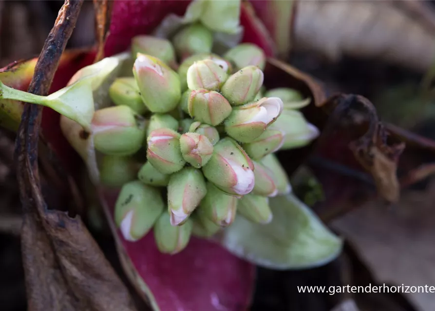 Bergenia cordifolia 'Bressingham White'