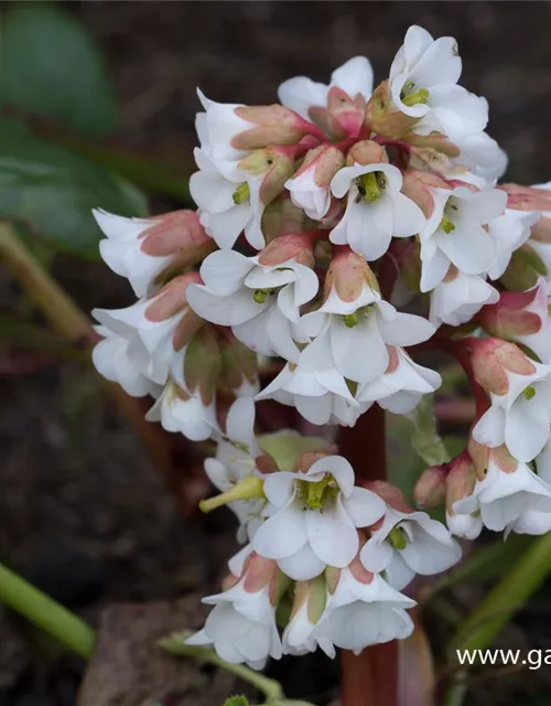 Bergenia cordifolia 'Bressingham White'