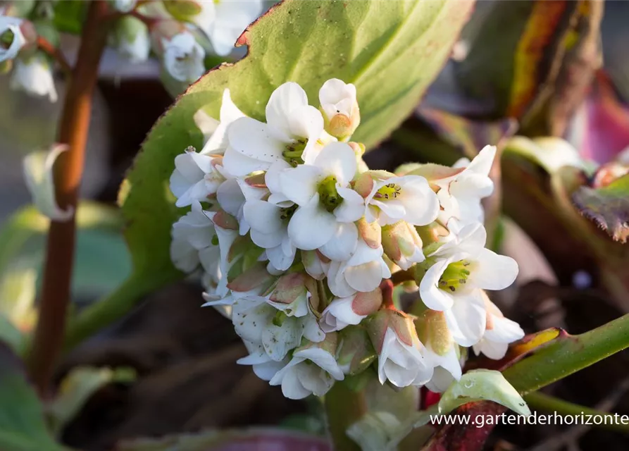 Bergenia cordifolia 'Bressingham White'