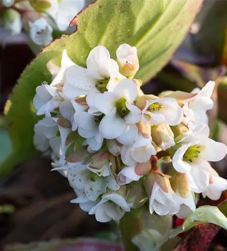 Bergenia cordifolia 'Bressingham White'