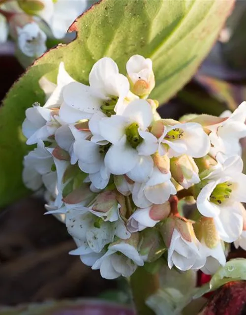 Bergenia cordifolia 'Bressingham White'