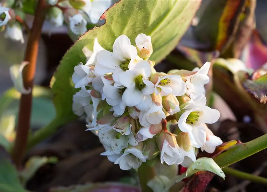 Bergenia cordifolia 'Bressingham White'