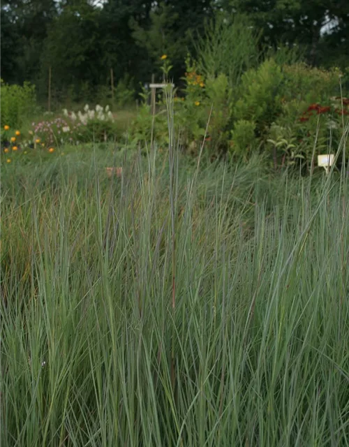 Blaugraues Garten-Präriegras 'Prairie Blues'