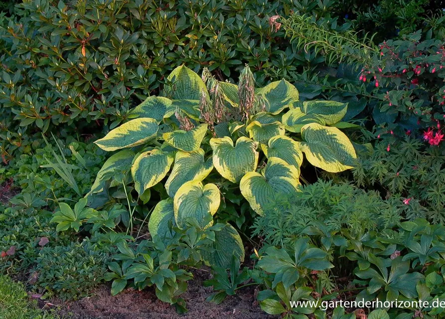 Blaue Gelbrand-Garten-Funkie 'Frances Williams'