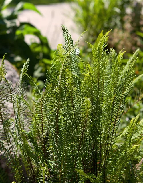 Blechnum spicant