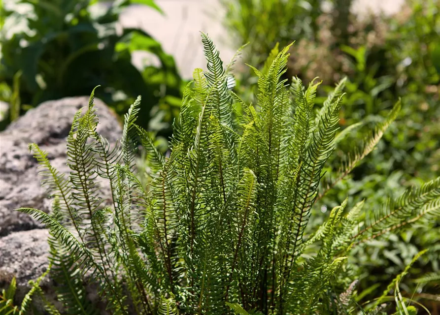 Blechnum spicant