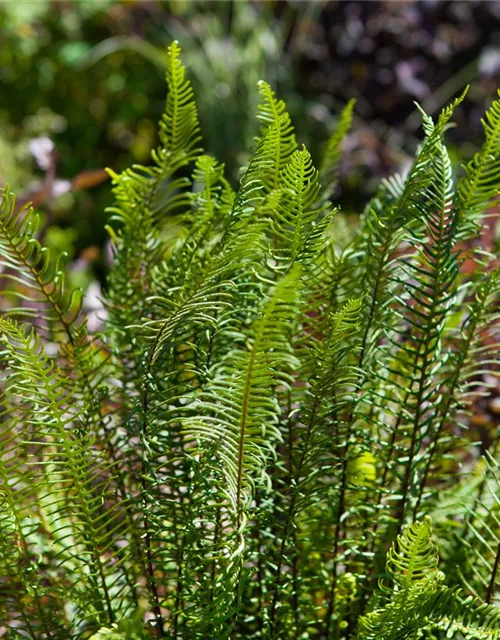 Blechnum spicant