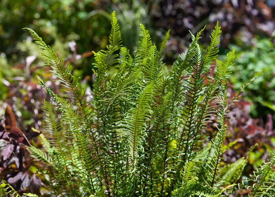 Blechnum spicant