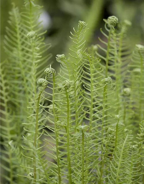 Blechnum spicant