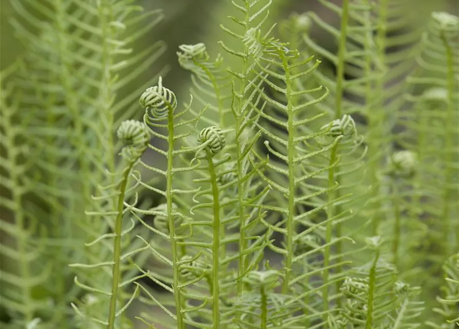 Blechnum spicant