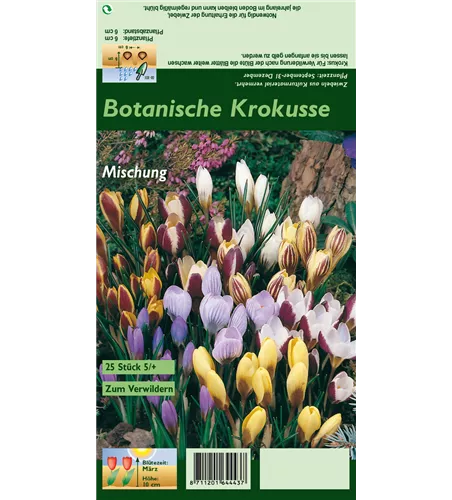 Botanische Krokusse