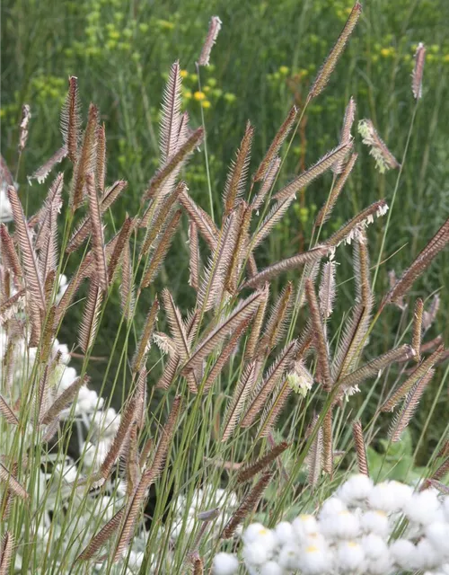 Bouteloua gracilis