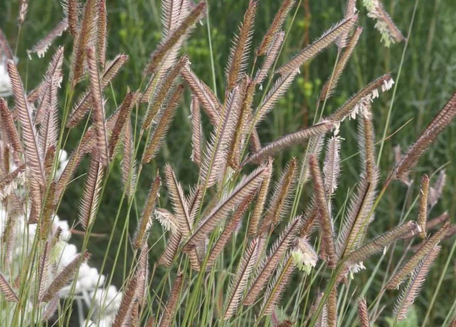 Bouteloua gracilis