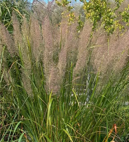 Calamagrostis brachytricha