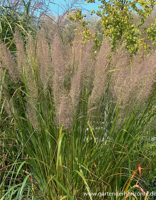 Calamagrostis brachytricha