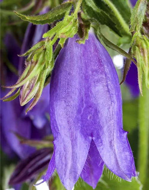 Campanula punctata 'Sarastro'