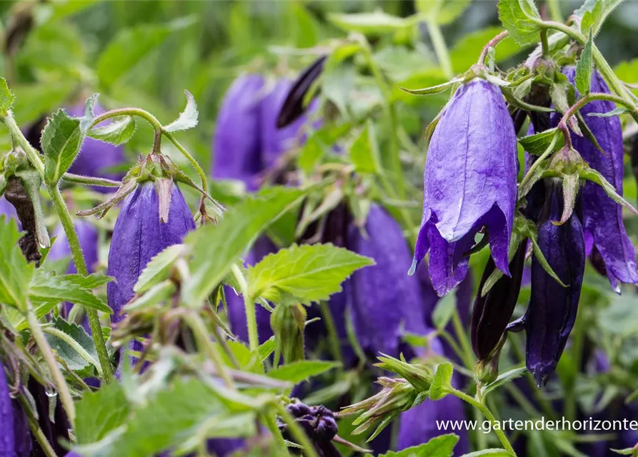 Campanula punctata 'Sarastro'