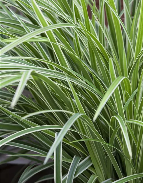 Carex foliosissima 'Icedance'