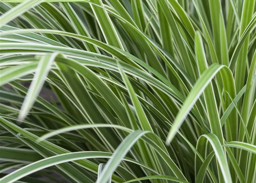 Carex foliosissima 'Icedance'