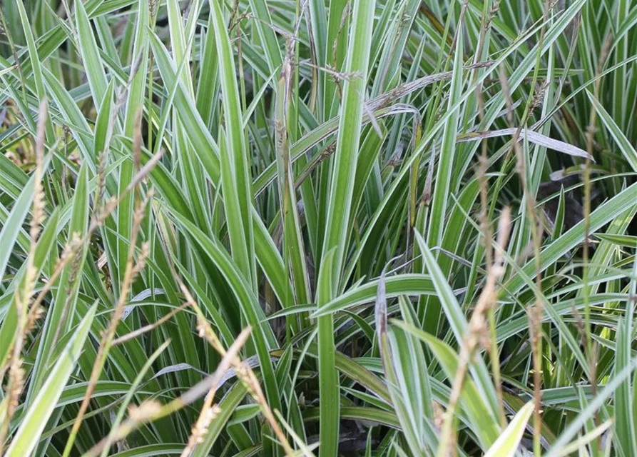 Carex foliosissima 'Icedance'