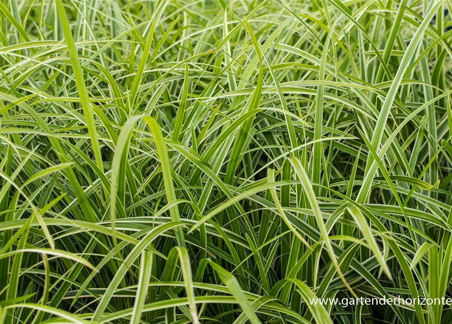 Carex foliosissima 'Icedance'