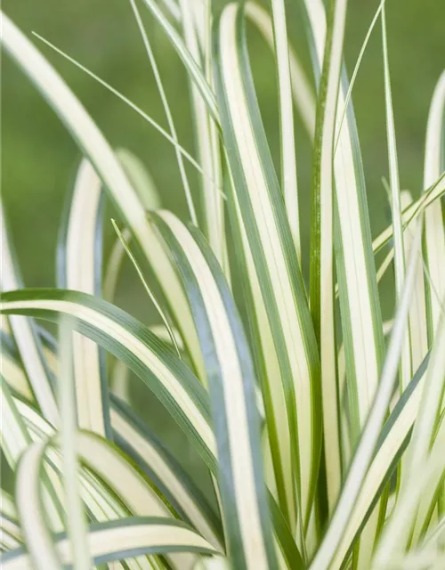 Carex ornithopoda 'Variegata'