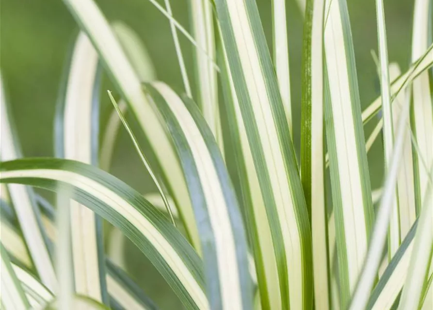 Carex ornithopoda 'Variegata'