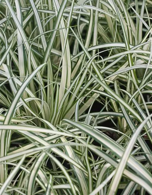 Carex ornithopoda 'Variegata'